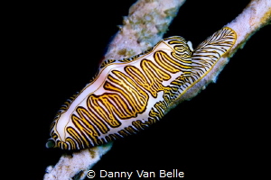 Fingerprint shell by Danny Van Belle 